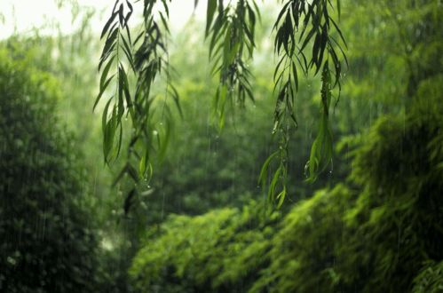 梅雨季已来临,12首有关梅雨的诗词,浸润在梅雨里的诗意