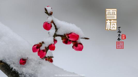 雪梅 全诗及翻译和主题思想是什么