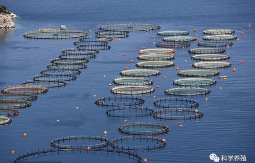 2019年国家重点补贴农业项目诗咏